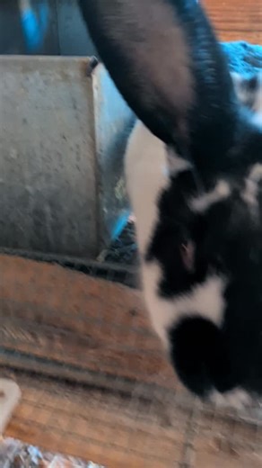 Meet Oreo. A new breeder this year. 3rd generation composite Tamuk out of Texas A&M. | Real Life Farm Wife