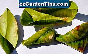 Maladies d'un oranger 🌱 Conseils Jardiniers - Fr.ezGardenTips.com