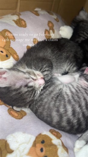 Kittens Available for Adoption in Phoenix Area