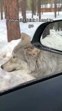 Couple encounter a big wild wolf