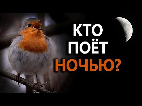 What birds sing at night