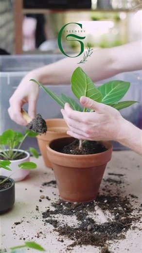 Welcome to Greenery!