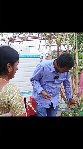 How to grow sugar cane at home