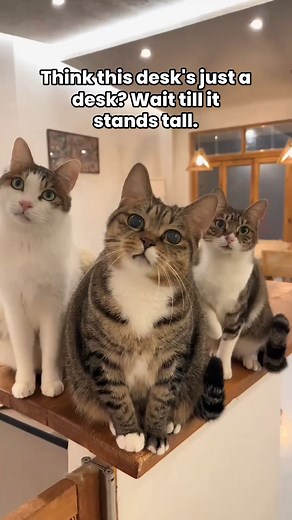 About our Height adjustable desks #officelife #workfromanywhere #officefurniture | Thats My Office | Facebook