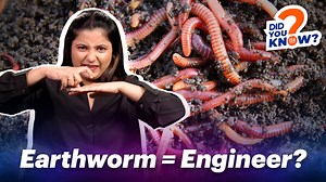 Earthworms may look wriggly and strange, but they play a very important role in keeping our Earth healthy. Their work is so crucial that we celebrate World Earthworm Day every year on 21st October. Earthworms are known as nature’s soil engineers. Almost everything they do helps make the soil better. There are more than 6,000 species of earthworms in the world! Some of these earthworms can live up to 8 years. You can find them on every continent except Antarctica (the South Pole). One of the amaz