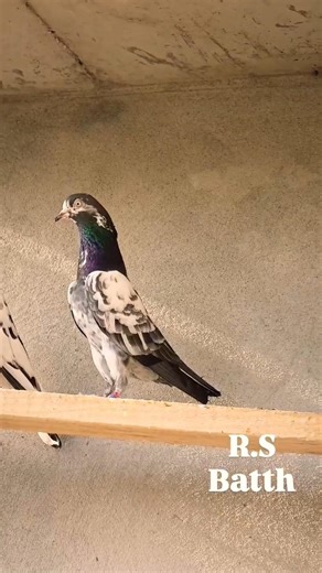 No Teddy Kabootar Full Quality Breeder Pair | High Class Look #shorts