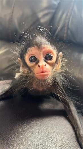 752K views · 139 reactions | welcome to new home , spider monkey ❤️ | BabyMonkey | Facebook