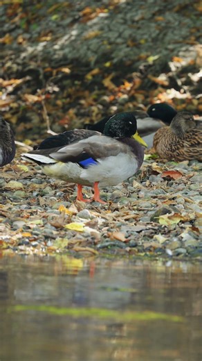 Peaceful river with resting Ducks. Calm forest. Ducks gliding through the water.