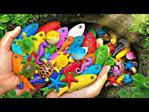 Catch Colorful Aquarium Fish in Tiny Pond: Baby Turtles, Eels, Koi, Nemo, Pencil Fish & Tadpoles