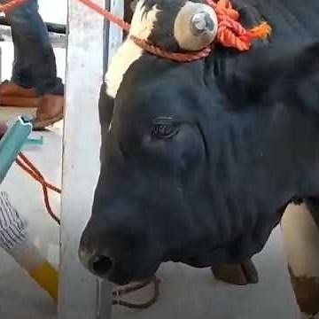 Bull Crying in the Slaughterhouse