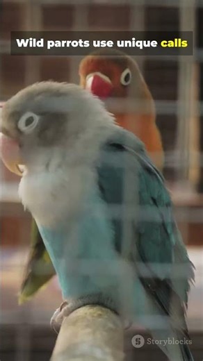 did you know facts | Parrots Have NAMES ! 🦜 2026 04 04 #facts #parrot #birds