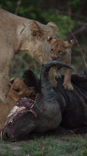 Wildlife seen on safari in South Luangwa National Park, Zambia - Sean Weekly