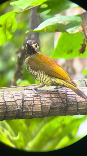 Witnessing Wonder: Mindo, Ecuador's Cloud Forest Birds