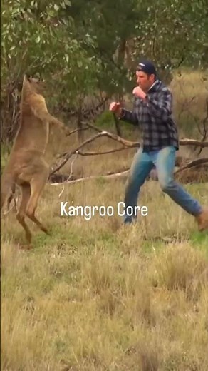 Kangaroo Chaos 😂 The Funniest Kangaroo Moments Ever! #funny #comedy #animalshorts
