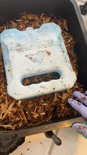 🪱🍌 How to Feed Your Red Wiggler Worms in 4 Easy Steps! STEP 4 ♻️🌞