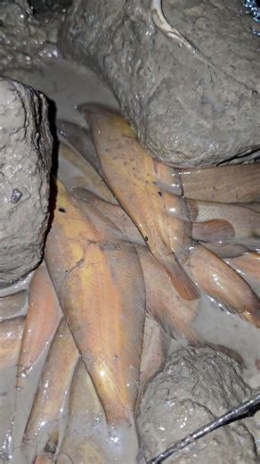 206K views · 105 reactions | Amazing Fishing Technique - Underground Mud Water Fishing From Deep Hole #fishing #holefishing #mudwater | Fishing 24 | Facebook