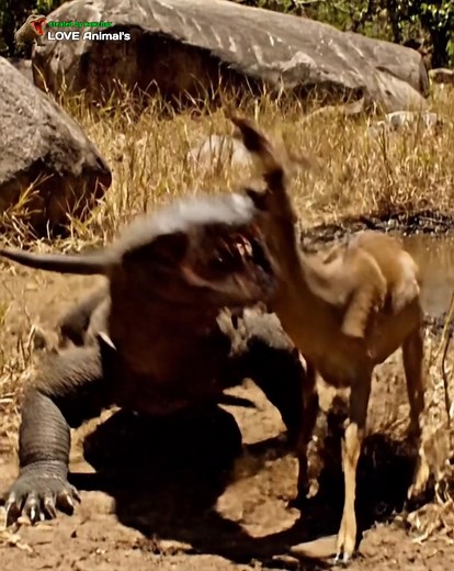 komondo dragon attack deer neiop 😥😨😱😭😳😲🙄 #animals #shorts #amazing #fblifestyle | Love Animal's