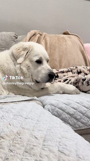 Great Pyrenees Barking: The Pyr Law Explained