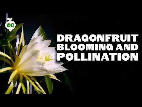How to Grow Dragonfruit Part 4: Blooming & Pollination 🐉🏵️