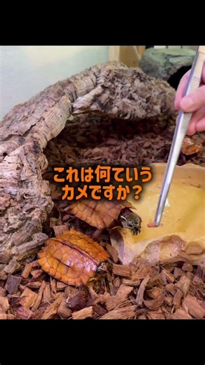 爬虫類イベント出展！おススメpickup紹介！【JRS夏レプ】 #ヘビ #カメ #ヤモリ #ハーミット