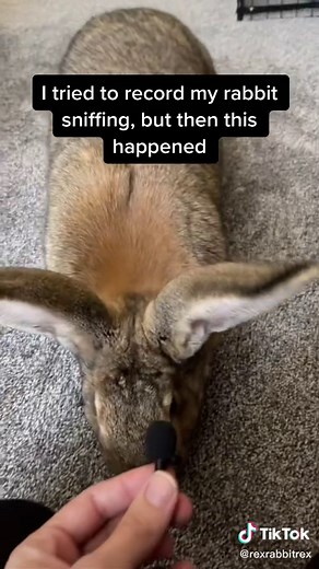 Never trust a bun 😅 #bunny #rabbit #veryhungrycaterpillar