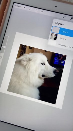 CANNOT get enough of dog side eye pics. my dog does it all the time #sideeye #sticker