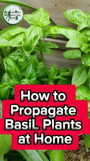 6.1K views · 108 reactions | How to Propagate Basil Plants at home #plants #plant #basilplants #gardentips #garden #flower #fertilizer #outdoorplants #indoorplants | Mrs.Gardenerette Cultivation Plant Vlog | Facebook