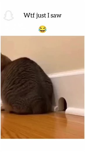 Paula Iske (@paula.iske)’s videos with original sound - Paula Iske