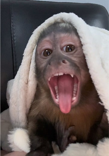 Discover the Playful Nature of Capuchin Monkeys