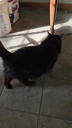 #cat #kitty #meow #pet #pets