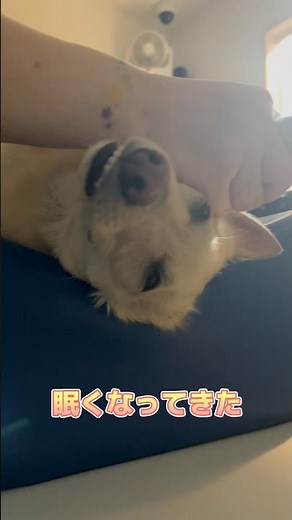 エコー中に眠くなるスキッパーキ