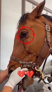 Horse Crying Tears 😳😨 #horse