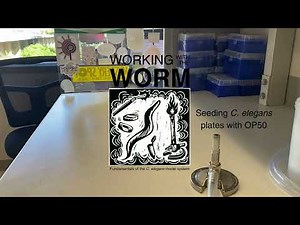Maintaining Worm Strains: Seeding Plates with OP50