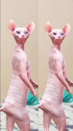 Hairless Cats Funny Dance – Must Watch! 😹