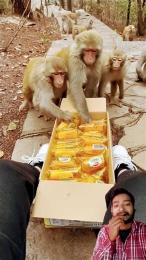 🐒 Funny Monkey Green Screen Reaction Clip (Part 23) | Try Not To Laugh #shorts