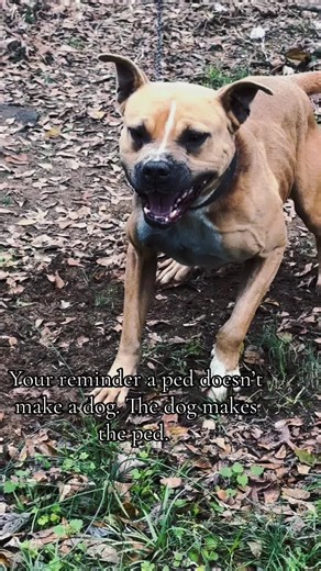 Understanding Game Bred Dogs: Myths and Facts