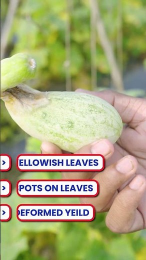 दिखता नहीं… सीधे फसल खत्म कर देता है ⚠️👀 #indianfarmer #shorts