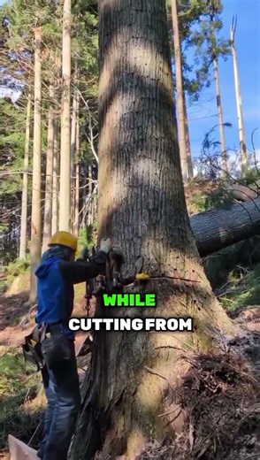 This Tool Makes Tree Felling Super Safe! 🤯🌲