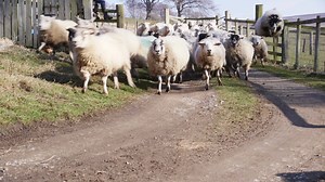 This game will keep you up all night🚜 | Goodgame Big Farm