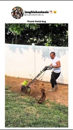 Prank timid dog#funny #dog #scare #prank #fyp