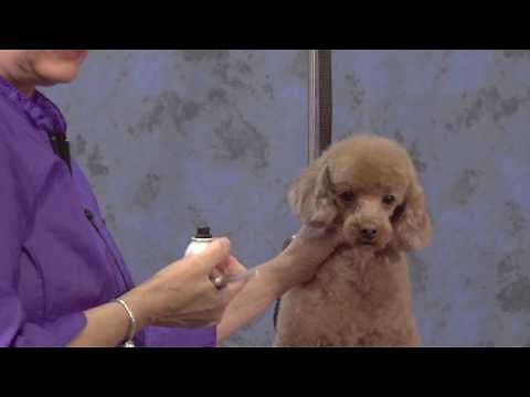Different Head Styles on a Poodle
