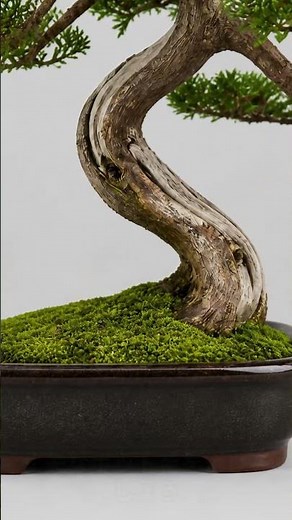 What Do We Need to Start Bonsai?