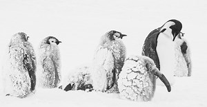 Rückkehr zum Land der Pinguine - Trailer Deutsch