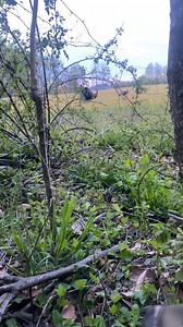 89K views · 1.4K reactions | Interactions like this keep us coming back to chase these birds each spring!! | The National Wild Turkey Federation | Facebook