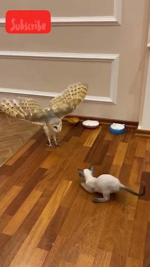 Barn owl vs Cat look at the reaction of owl
