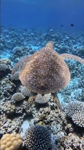 【グアム】水面から見るウミガメシュノーケリング体験｜Aqua Breeze Guam