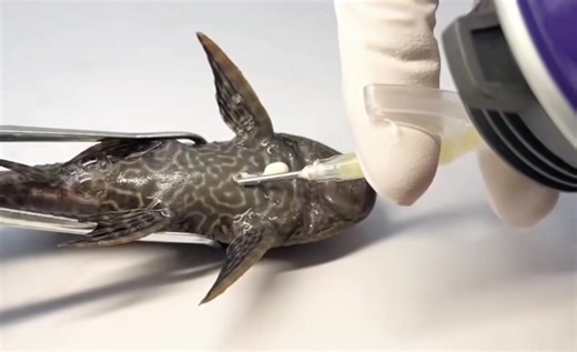 Invasive Species and Foam Experiment: A Volunteer Study