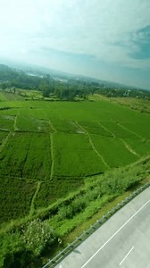 Video Drone Rice Field Scenery Near Stock Footage Video (100% Royalty-free) 3499399185 | Shutterstock