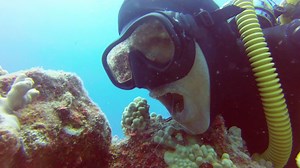 Watch this diver welcome a cleaner shrimp into his mouth. | Business Insider