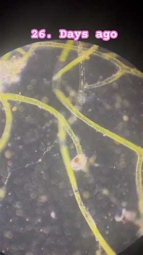 How I measure my reefs health #reeflife #aquarium #microcosm #microscopiclife #microscopicworld